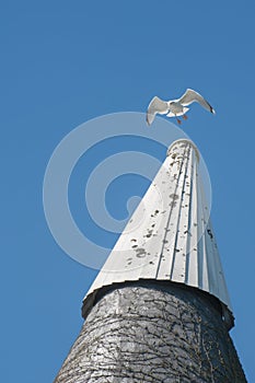 Gull on an oast house