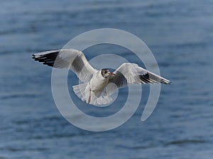 Gull with one leg in flight