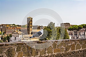 Gull on the outlook with Colosseum. Seagull watching Rome with Colosseum. Bird in the Roman Forum, the historic city center, Roma,