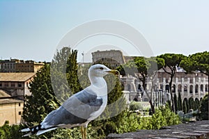 Gull on the outlook with Colosseum. Seagull watching Rome with Colosseum. Bird in the Roman Forum, the historic city center, Roma,