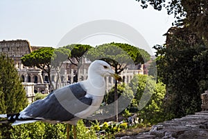 Gull on the outlook with Colosseum. Seagull watching Rome with Colosseum. Bird in the Roman Forum, the historic city center, Roma,