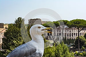 Gull on the outlook with Colosseum. Seagull watching Rome with Colosseum. Bird in the Roman Forum, the historic city center, Roma,