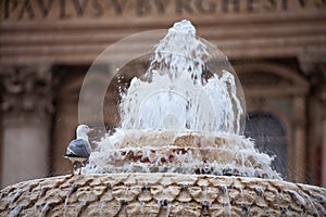A gull over the Fountain of Saint Peter Square, Rome, Italy