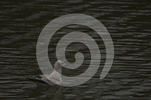 Gull Paddling in a Dark Lake