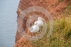 Gull pair on Helgoland in germany