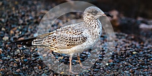 Gull in the peaceful park in Canada