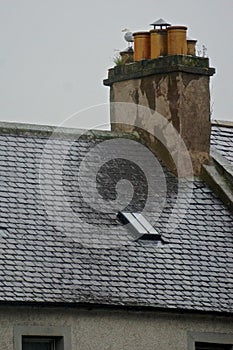 A gull perched on a chimney in the town of Fortrose, on the Black Isle, in the Highlands of Scotland