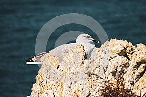Gull perched on the rocks near the sea on a sunny day