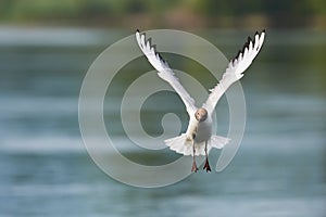 Gull photographed in flight
