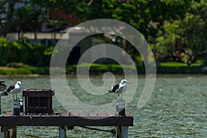 A gull on a pier at the Conceicao Lagoon, in Florianopolis, Brazil