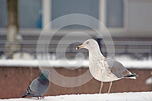 Gull and pigeon in the snow during blizzards