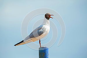 Gull on a pole against a blue sky