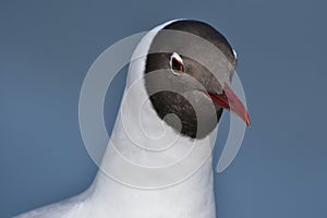 Gull portrait