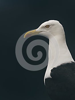 Gull Portrait with Black Background