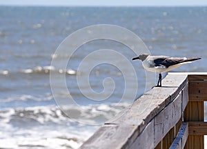 Gull on a railing near the ocean