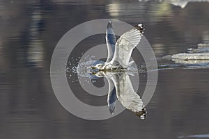 Gull Reflection in the Hudson River