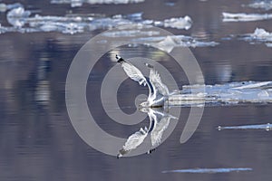 Gull Reflection in the Hudson River