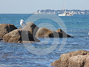 The gull on the rocks