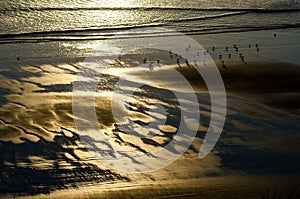 Gull roost at dawn