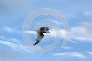 Gull's Flight