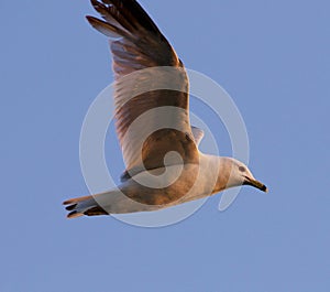 The gull's flight in the evening sky