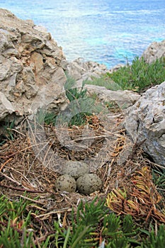 Gull's Nest