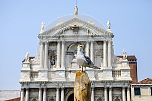 Gull at Santa Maria di Nazareth Church in Venice