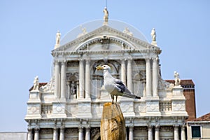 Gull at Santa Maria di Nazareth Church in Venice