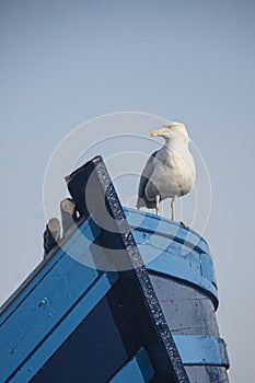 Gull sat on the prow of small blue fishing boat
