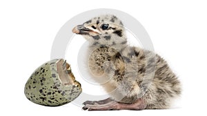 Gull or Seagull with hatched egg, 2 days,