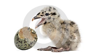 Gull or Seagull with hatched egg, 2 days,