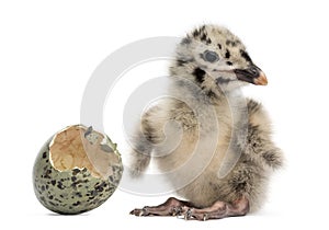 Gull or Seagull with hatched egg, 2 days,