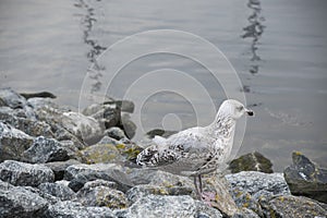 Gull or seagull, seabird of the Laridae family in the suborder Lari, on the beach of the Baltic Sea