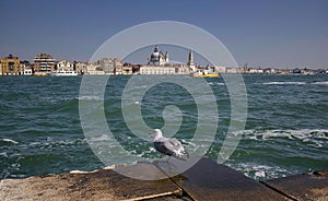 A Gull or seagull, seabirds of the family laridae against Doge`s palace and church located in Venice city sea side, Italy