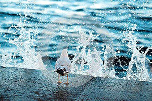 A gull sits on coast. Water drops in the air. Sea wave splashes