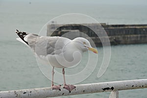 Gull sitting on the railing Larus marinus