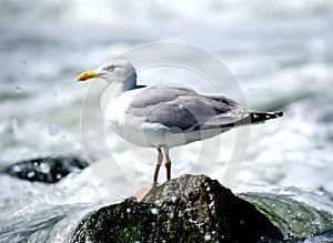 Gull sitting on a rock