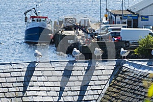 Gull sitting on a roof overlooking Portree Harbour, Isle of Skye