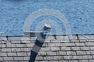 Gull sitting on a roof overlooking Portree Harbour, Isle of Skye