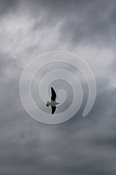A seagull in a cloudy sky