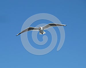 gull sky flight