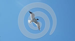 gull sky flight