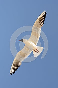 Gull sky freedom flight blue bird forward diagonal