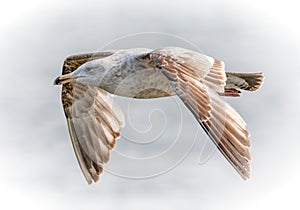 Gull soaring over Fort Phoenix State Reservation, Fairhaven, Massachusetts