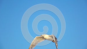 Gull soars into the blue sky and hovers in the open space. Slow motion