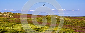 A gull soars over the Campion carpeted landscape of Skomer Island breeding ground for Atlantic Puffins