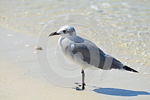 Gull Standing on the Ocean's Edge in Florida