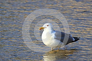 Gull standing in shallow sea