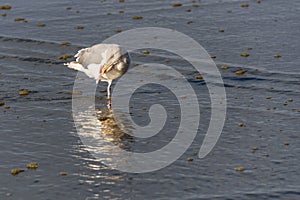 Gull standing in water at the tideline, itching face, on a sunny day, reflection on wet sand, Ocean Shores, Washington State