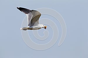 Gull stealer of egg